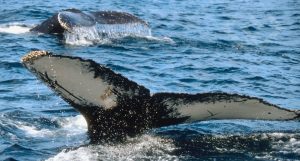Gray Whales, Whidbey, Ocean, Sea life, whale, Washington, waters, welcome Back